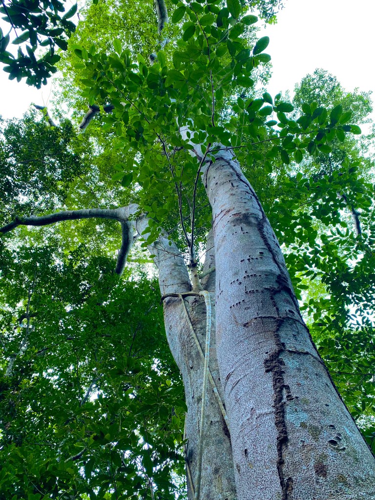 West Indian Locust Tree